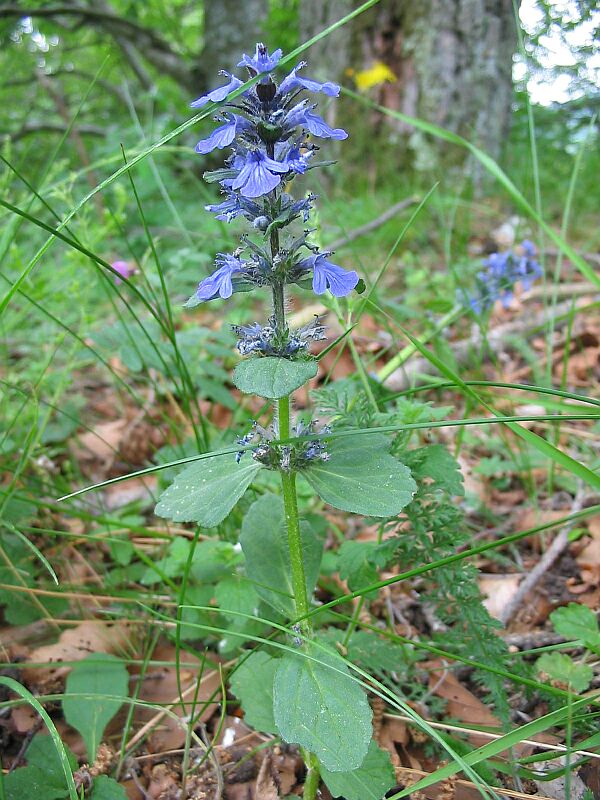 Ajuga genevensis / Iva ginevrina